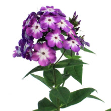 Load image into Gallery viewer, Phlox, 1 gal, Pro Purple
