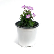 Phlox, 1 gal, Pro Lilac