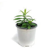 Phlox, 1 gal, Pro Cerise