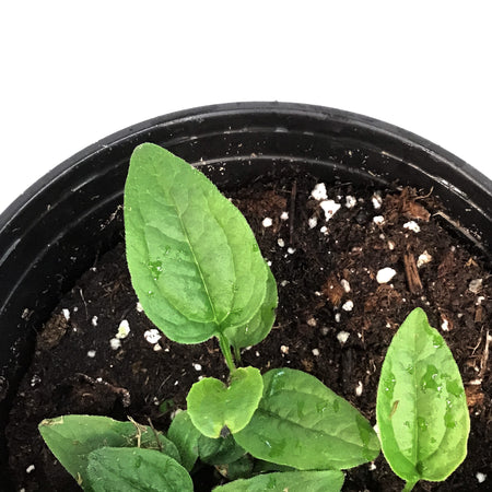 Echinacea, 1 gal, Blaze Green