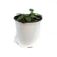 Echinacea, 1 gal, Blaze Yellow
