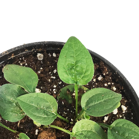 Echinacea, 1 gal, Blaze Yellow