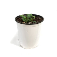 Echinacea, 1 gal, Blaze Lime