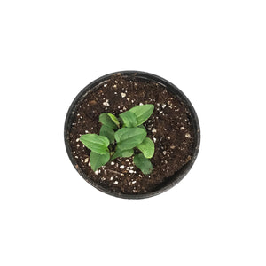 Echinacea, 1 gal, Blaze Lime