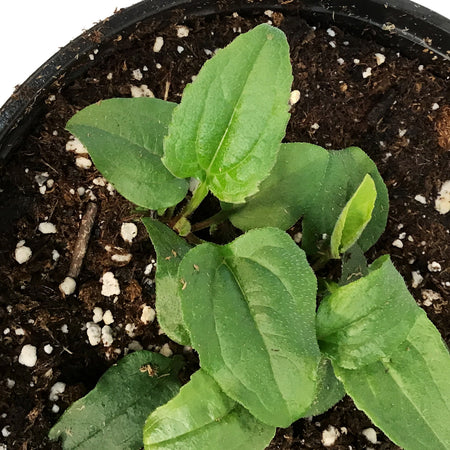 Echinacea, 1 gal, Blaze Lime