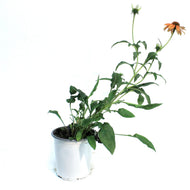 Echinacea, 1 gal, Blaze Orange