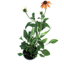 Load image into Gallery viewer, Echinacea, 1 gal, Blaze Orange
