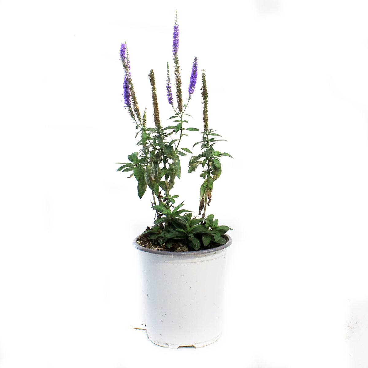 Veronicastrum, 1 gal, Royal Candles