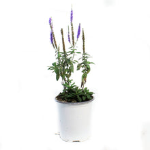 Load image into Gallery viewer, Veronicastrum, 1 gal, Royal Candles
