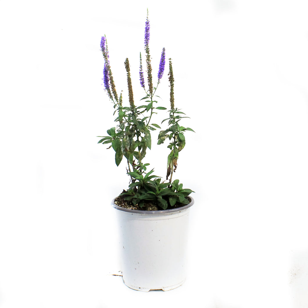 Veronicastrum, 1 gal, Royal Candles