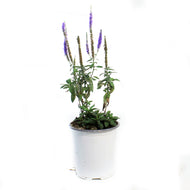 Veronicastrum, 1 gal, Royal Candles