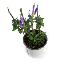 Load image into Gallery viewer, Veronicastrum, 1 gal, Royal Candles
