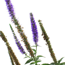 Load image into Gallery viewer, Veronicastrum, 1 gal, Royal Candles

