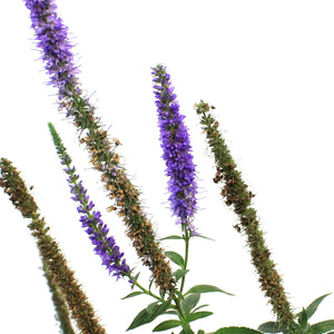 Veronicastrum, 1 gal, Royal Candles