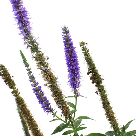Veronicastrum, 1 gal, Royal Candles