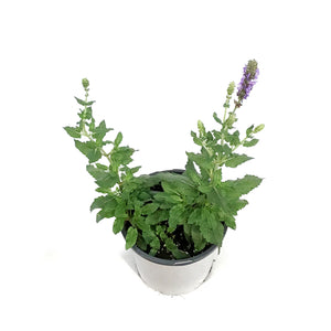 Salvia, 1 gal, Ice Blue