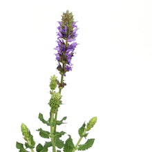 Load image into Gallery viewer, Salvia, 1 gal, Ice Blue
