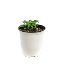 Load image into Gallery viewer, Peony, 1 gal,Double Pink
