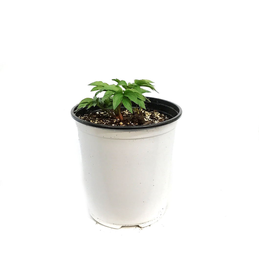 Peony, 1 gal,Double Pink