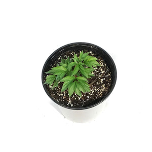 Peony, 1 gal,Double Pink