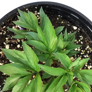 Peony, 1 gal,Double Pink