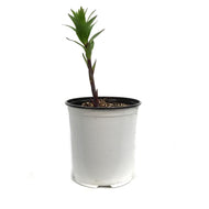 Lilium, 1 gal, Tarrango