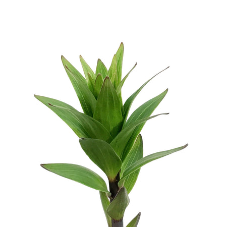 Lilium, 1 gal, Tarrango