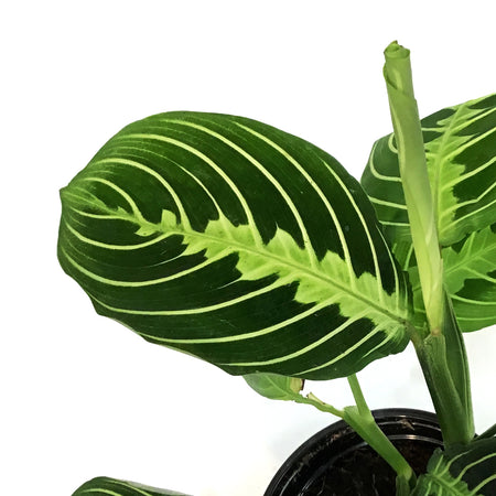 Maranta, 4in,Lime