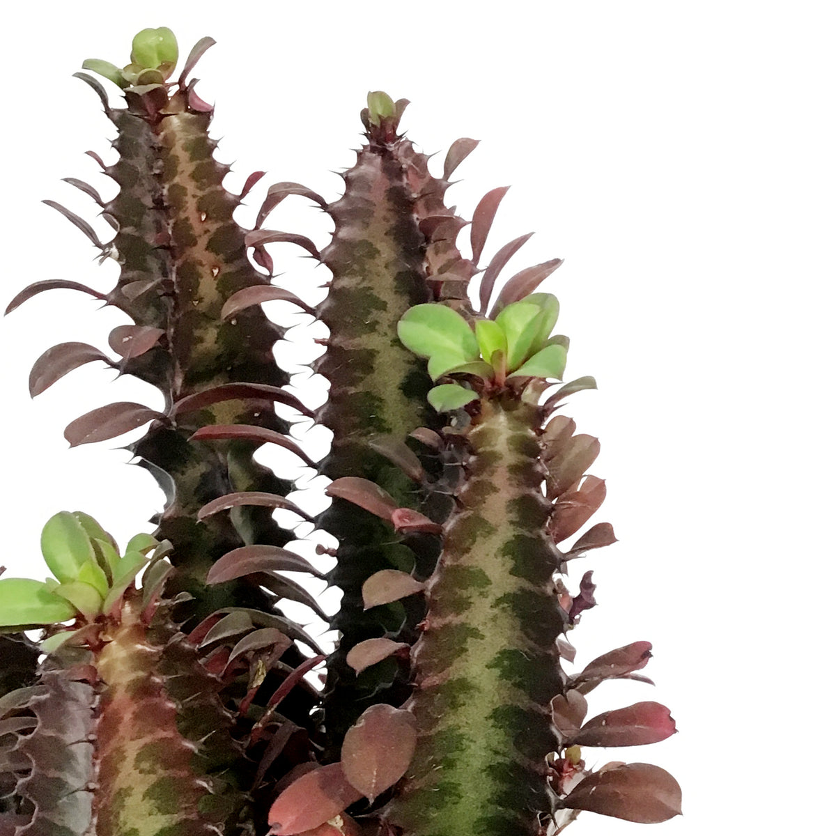 Cactus, 1 Gal, Euphorbia African Milk Tree, Red