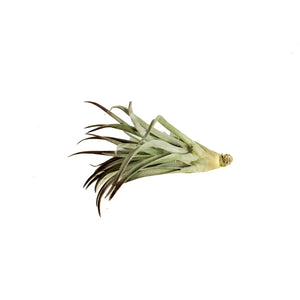 Tillandsia Plagiotropica, 3-5"