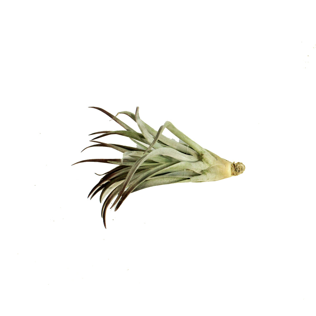 Tillandsia Plagiotropica, 3-5