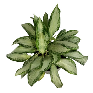 Aglaonema, 10in, Golden Bay