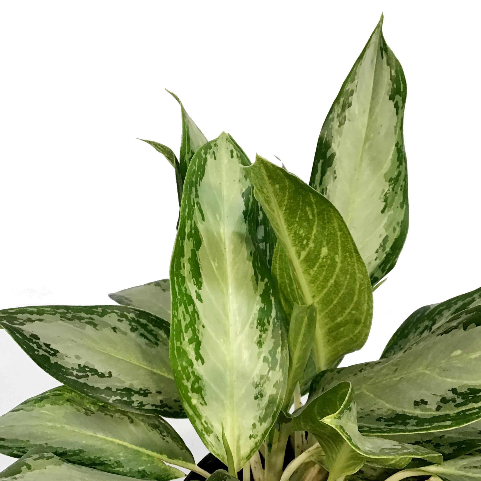 aglaonema golden bay Aglaonema, 10in, Golden Bay – Floral Acres Greenhouse & Garden Centre