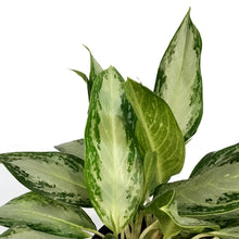 Load image into Gallery viewer, Aglaonema, 10in, Golden Bay
