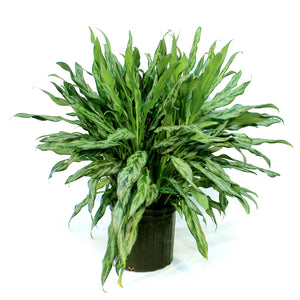 Aglaonema, 10in, Juliette