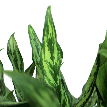 Aglaonema, 10in, Juliette