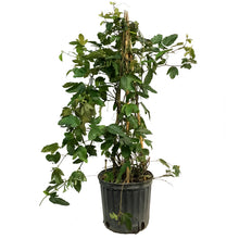 Load image into Gallery viewer, Plassiflora Passion, 10in, Vine Trellis
