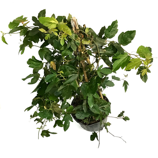 Plassiflora Passion, 10in, Vine Trellis