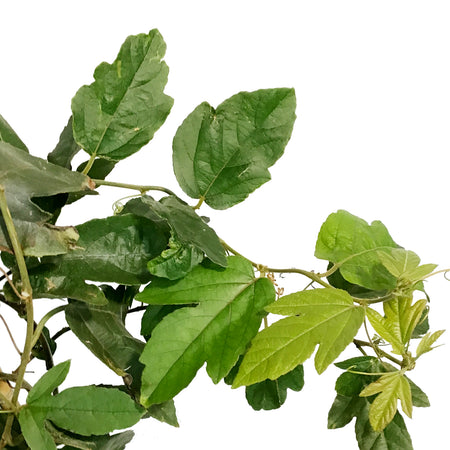 Plassiflora Passion, 10in, Vine Trellis