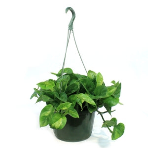 Pothos, 10in, Camouflage, Hanging Basket