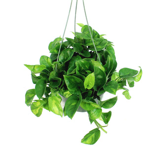 Pothos, 10in, Camouflage, Hanging Basket