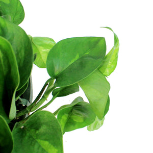 Pothos, 10in, Camouflage, Hanging Basket