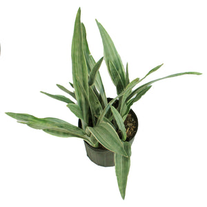 Sansevieria, 10in, Lauren