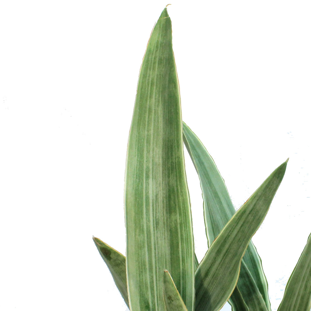 Sansevieria, 10in, Lauren