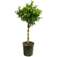 Load image into Gallery viewer, Ficus, 14in, Moclaime

