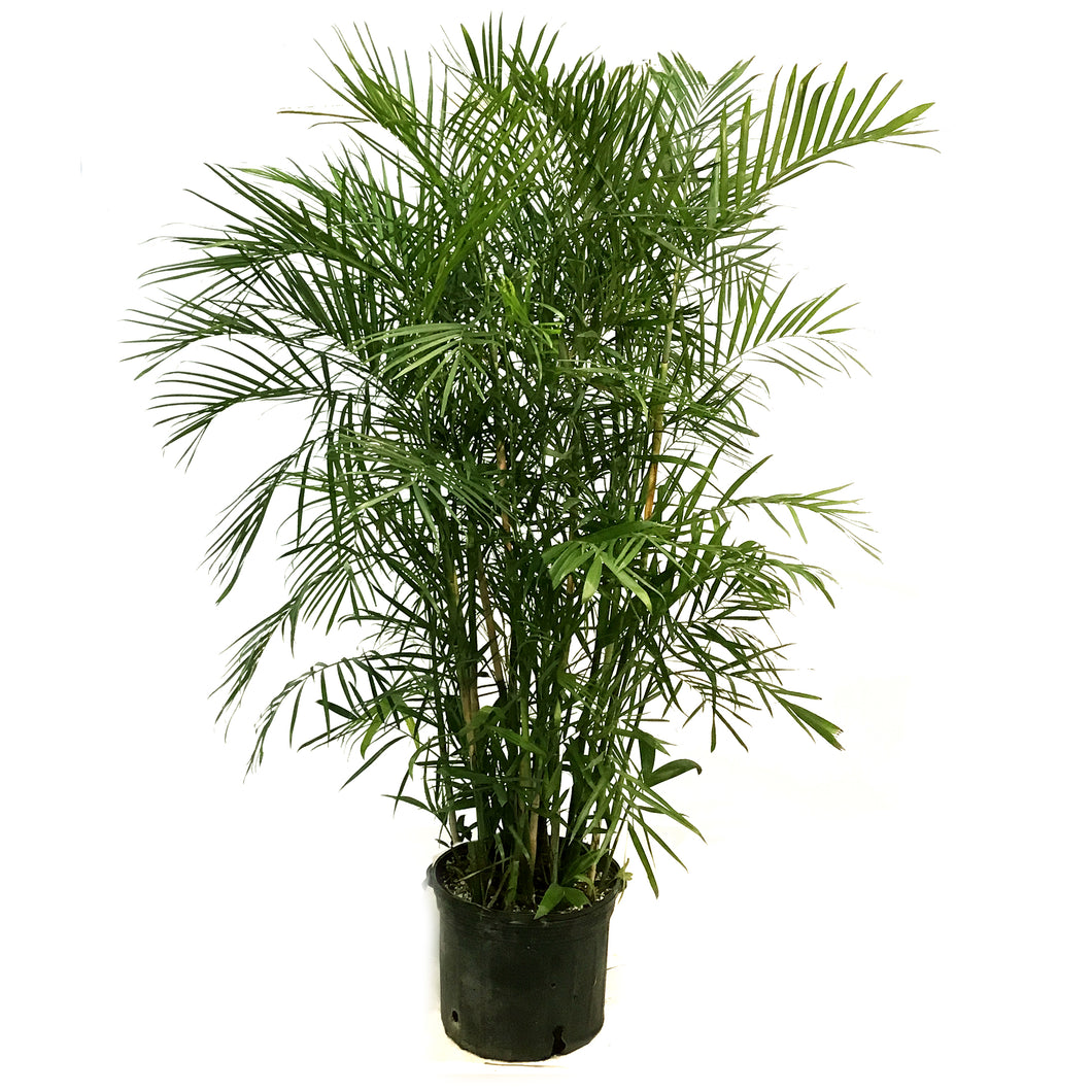 Palm, 14in, Bamboo Chamaedorea