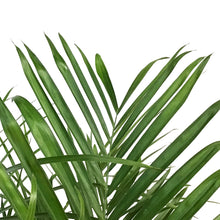 Load image into Gallery viewer, Palm, 14in, Bamboo Chamaedorea
