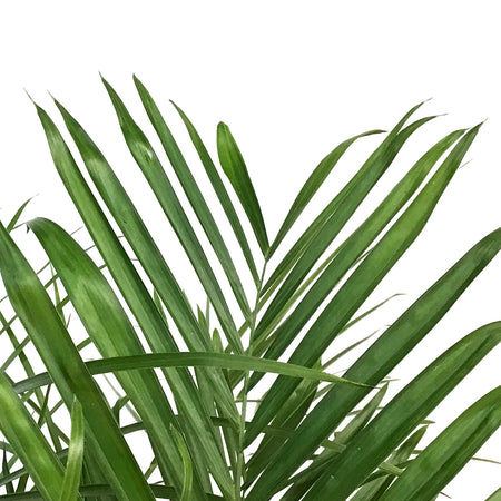 Palm, 14in, Bamboo Chamaedorea