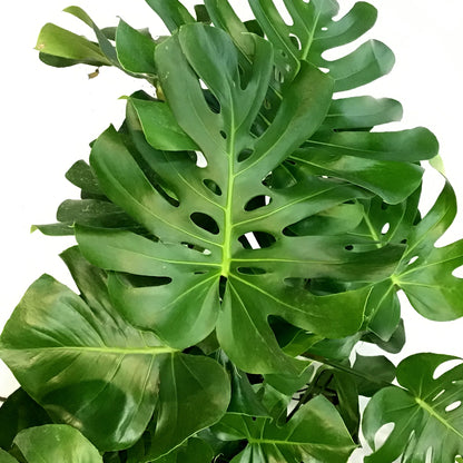 Monstera, 14n, Deliciosa