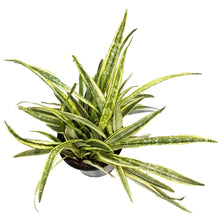 Load image into Gallery viewer, Sansevieria, 14in, Lauren
